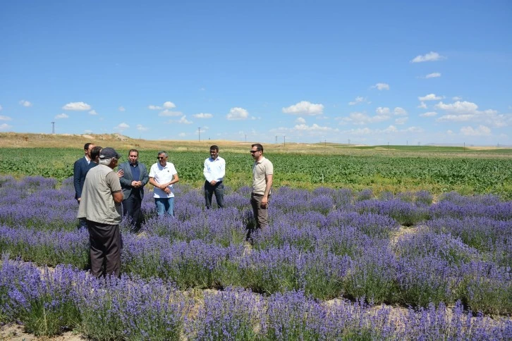 Aykaç Lavanta Bahçelerini Gezdi