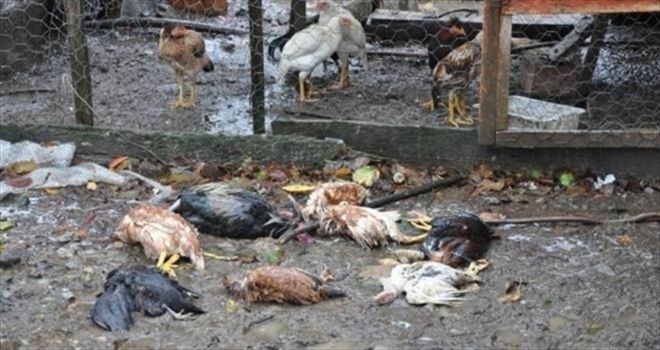 SUŞEHRİ´nde TAVUK ÖLÜMLERİ