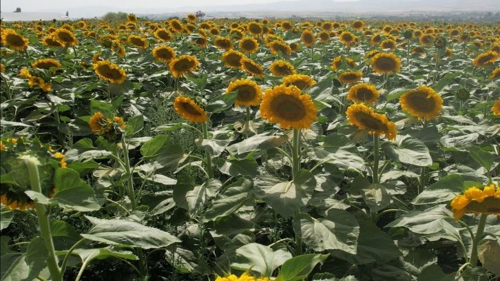 Ayçiçek Tarlaları Görsel Şölen Sundu