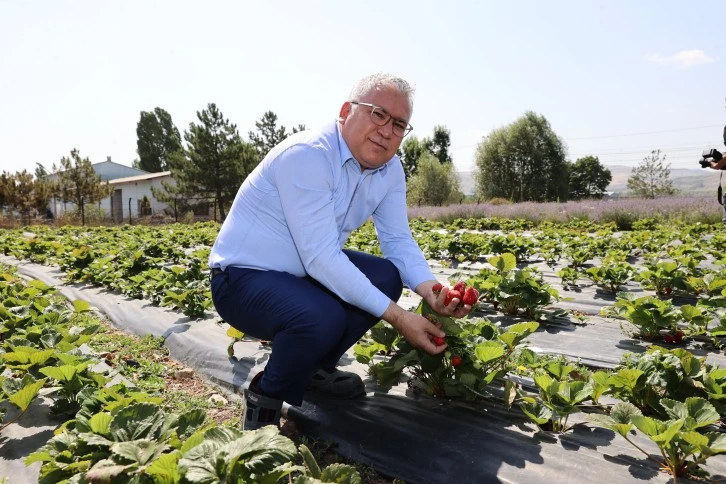 Serada Hasat Yaptılar