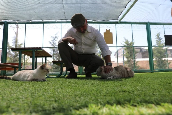 Küçük Dostlara Kedi Kasabası’