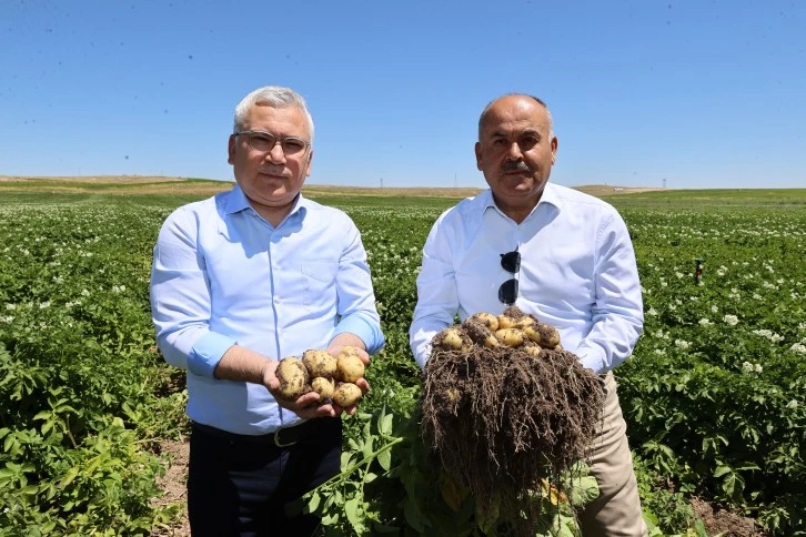 Patates Üreticinin Yüzünü Güldürecek