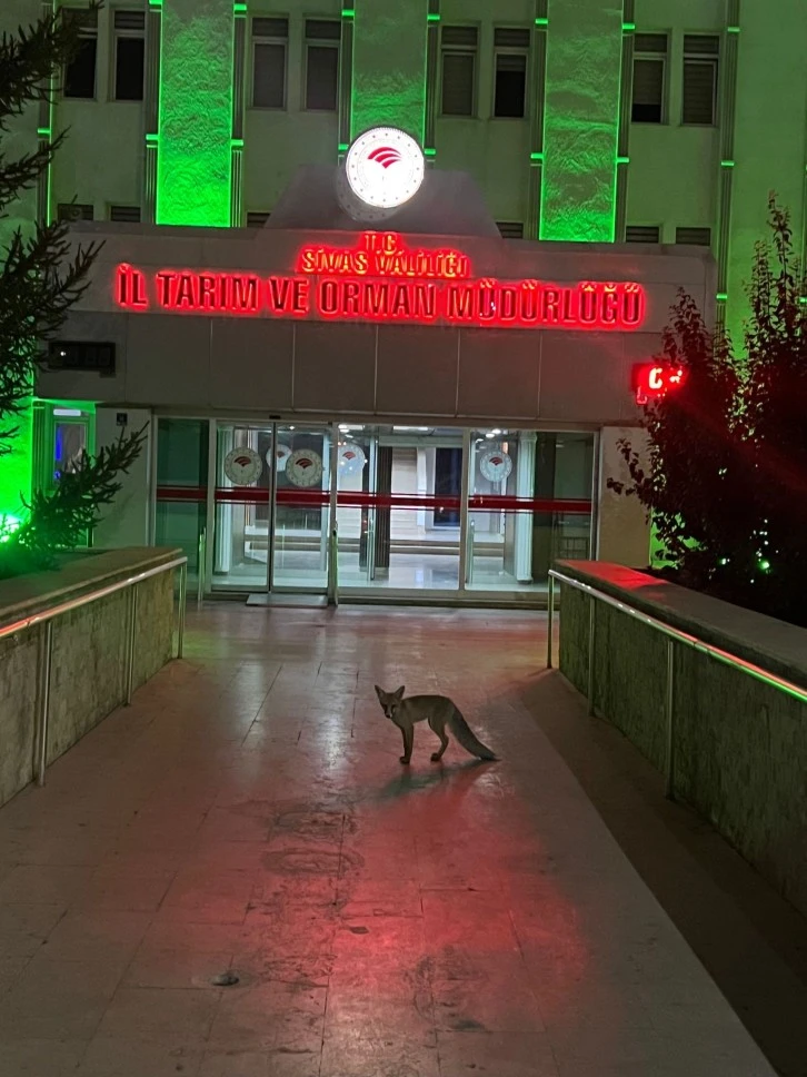 Şehre İnen Tilkinin Görüntülendiği Yer Gülümsetti