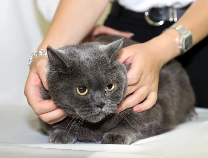Kediler 3'üncü Kez Podyuma Çıktı