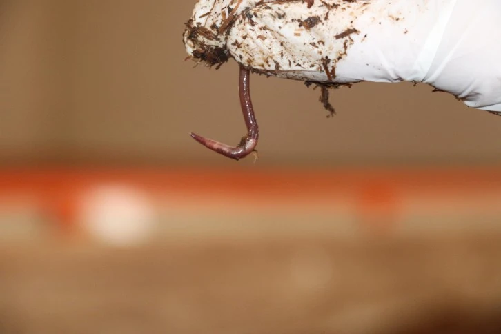 Solucan Gübresi Almanya Yolcusu