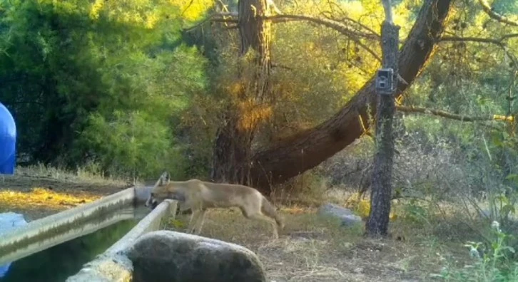 Yaban Hayatına Su Desteği