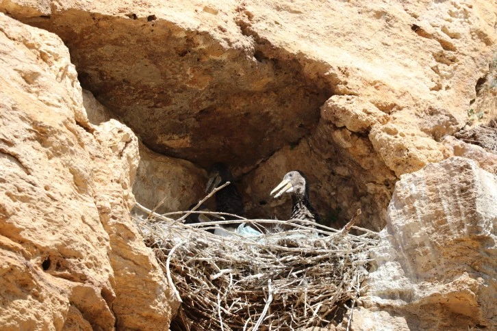 Kara Leylek Ailesi Görüntülendi