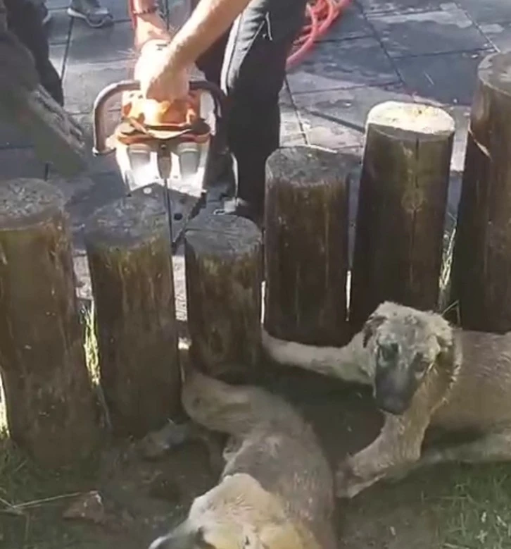 Kütüğe Sıkışan Köpekleri İtfaiyeciler Kurtardı