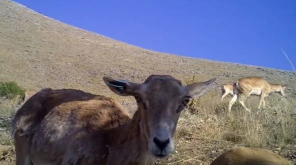 Sayısı Gün Geçtikçe Artıyor