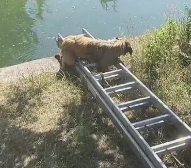 Yangın Havuzunda Köpekler Var