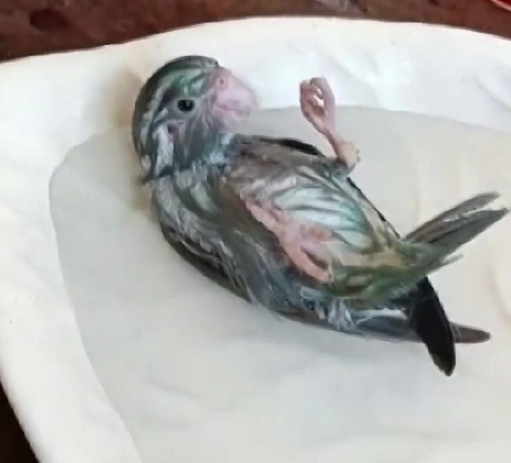 Kuşuyla Olan Diyaloğu Gülümsetti