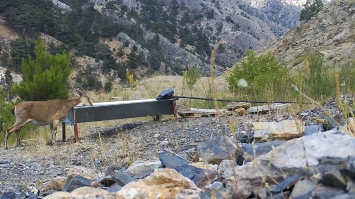 Susuz Kalan Yaban Hayvanlarına Can Oldular