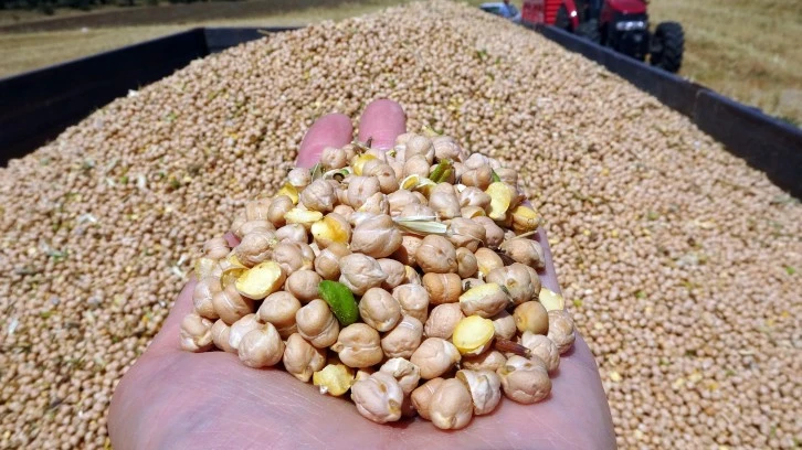 San Hastalığı Verimi Düşürdü