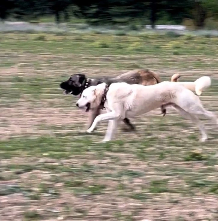 Çankırı'da Kangal Yetiştiriliyor