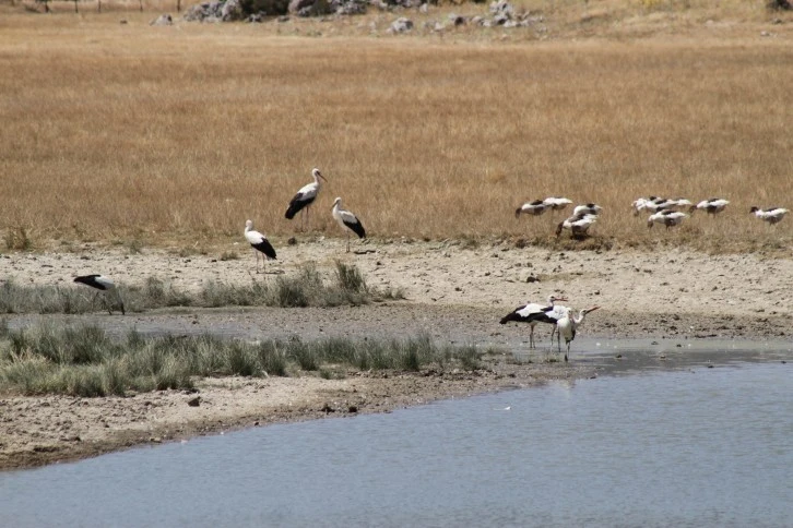 Sıcak Hava Leylek Göçünü Etkiledi