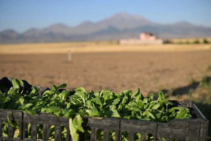 Erciyes'in Eteğinde marul üretiyor