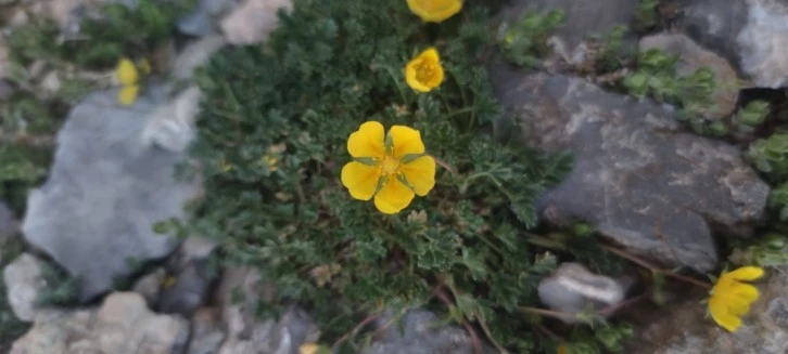 Bu Çiçek Sadece Aladağlar'da