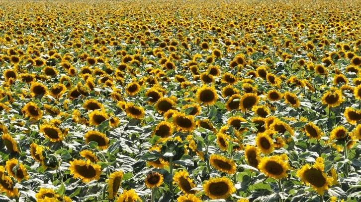 Ayçiçeği Görsel Şölen Oluşturuyor