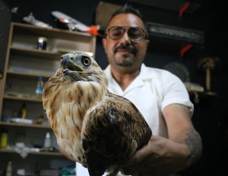 Yaralı Şahin Tedavi Edilecek