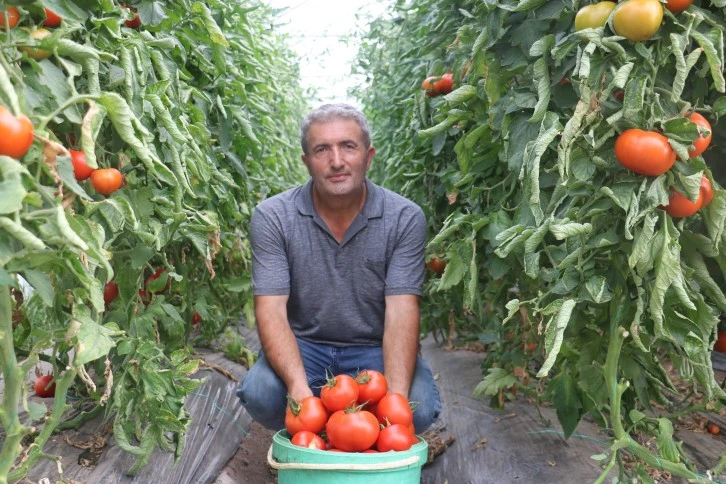 5 Dönüm Tarlada 100 Ton Domates Üretiyor