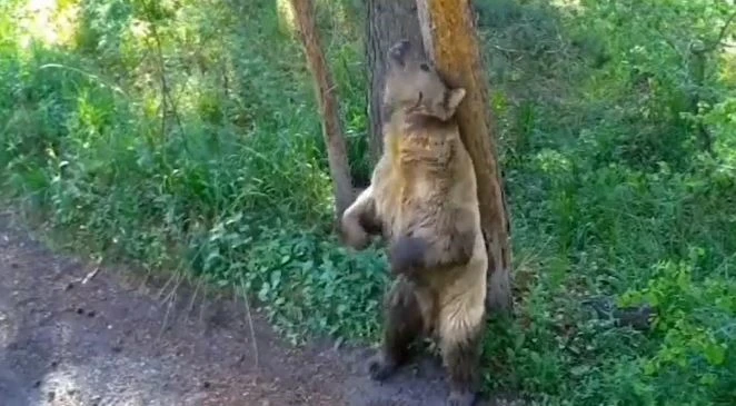 Ayılar Yakın Takipte