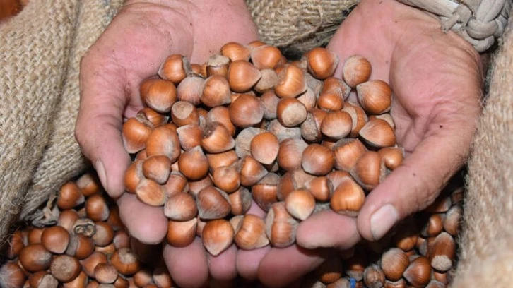 Fındık Pazara İndi