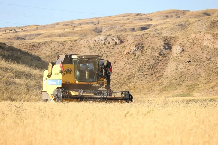 Sivas'ta Habeş Buğdayı Yaygınlaşacak
