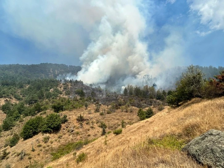 Ilgaz'da Orman Yangını