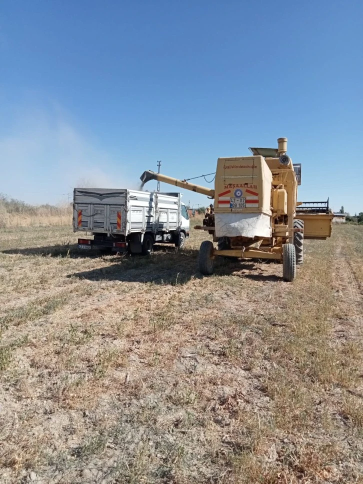 Nohut Hasadı Gerçekleştirildi