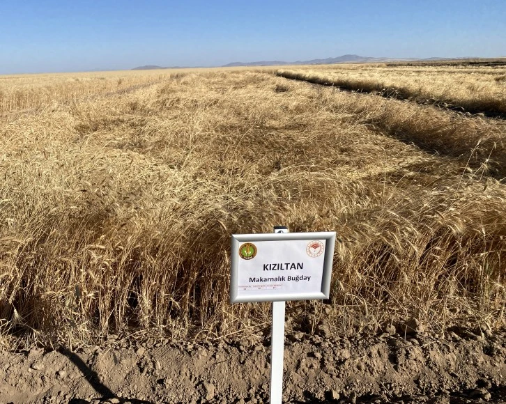 Alternatif Hububat Çeşitleri Malya'da Deneniyor
