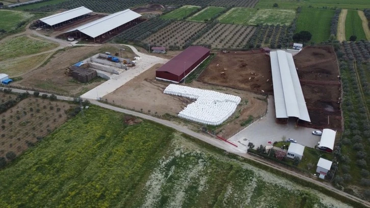 Damızlık Düve İçin 80 Milyon TL Hibe