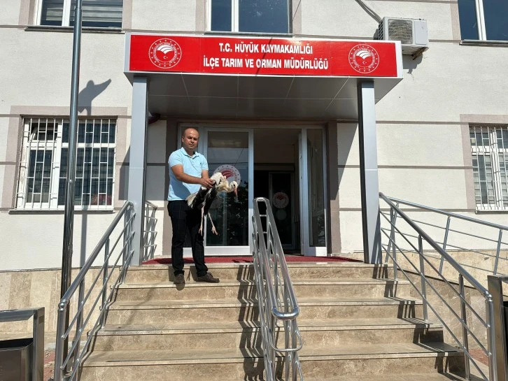 Hüyük'te Yaralı Bulunan Leylek Tedaviye Alındı