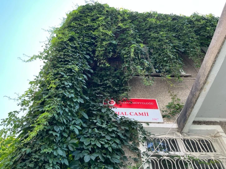 Sarmaşıklı Cami Kuşlara Yuva Oldu