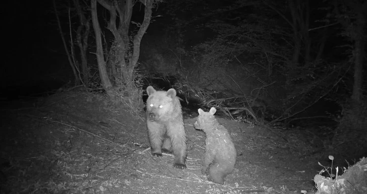 Anne ve Yavru Ayının Eğlencesi Fotokapana Yansıdı