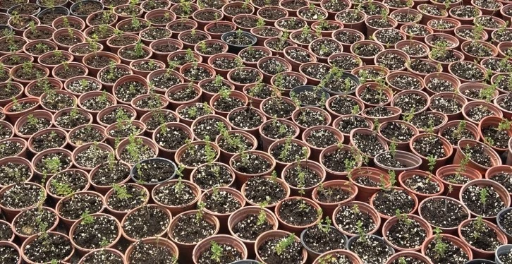 Üniversite'de Yetiştirilen Kekik Gelir Kapıları Oldu