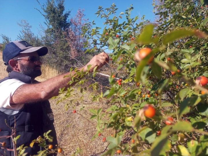 Kuşburnu  İçin Zorlu Mesai Başladı