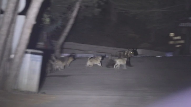 Yaban Hayvanlarına Bırakılan Mama Ayılarla Köpekleri Savaştırdı