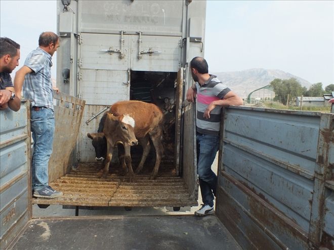 ULAŞ´ta "GENÇ ÇİFTÇİLERE" DAMIZLIK DÜVE DAĞITILDI