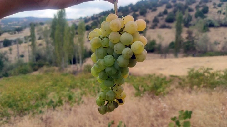 Bağ Bozumu Başladı