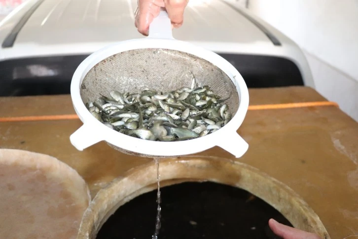 Sivas'ta 1 Milyon Sazan Bırakıldı