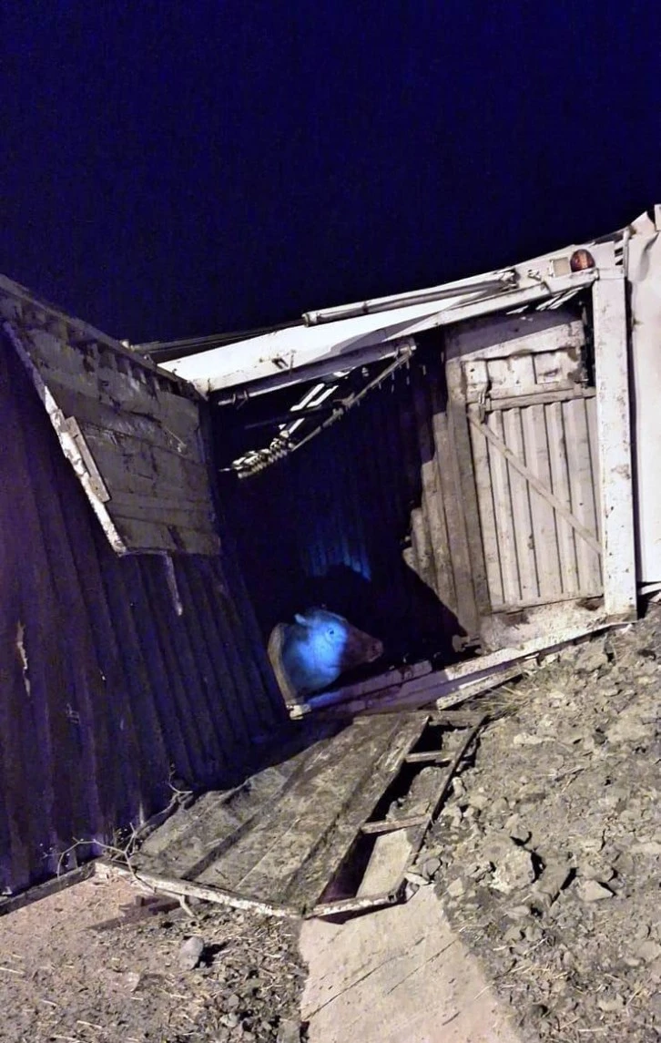 Hayvanları Taşıyan Tır Devrildi