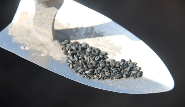 Tarihe Işık Tutacak Buğdaylar Bulundu