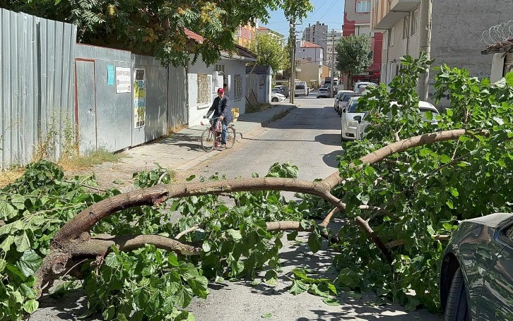 Koca Ağaç Yola Devrildi Şans Eseri Yaralanan Olmadı