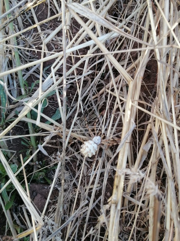 Dünyanın En Zehirli Örümceklerinden Biri Sivas'ta Görüldü