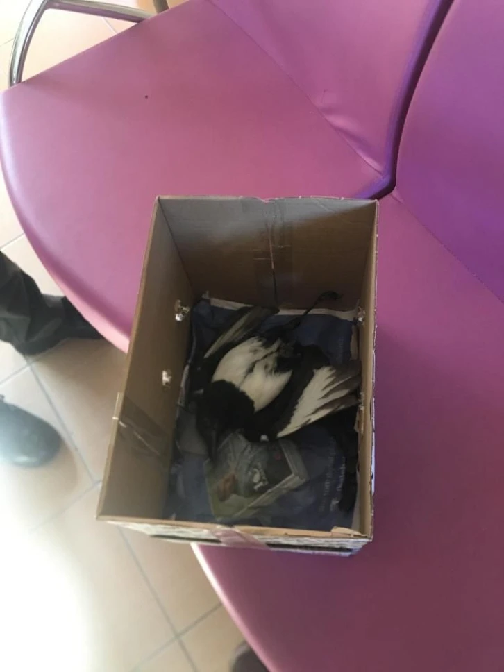 Bitkin Bulunan Yavru Karga Tedavi Edildi