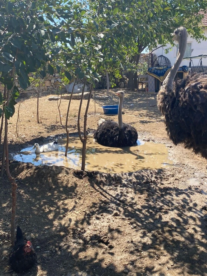 Kaçak Deve Kuşları Bulundu