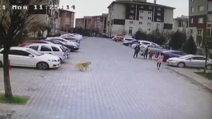 Başıboş Köpekler Mahalleliyi Bezdirdi