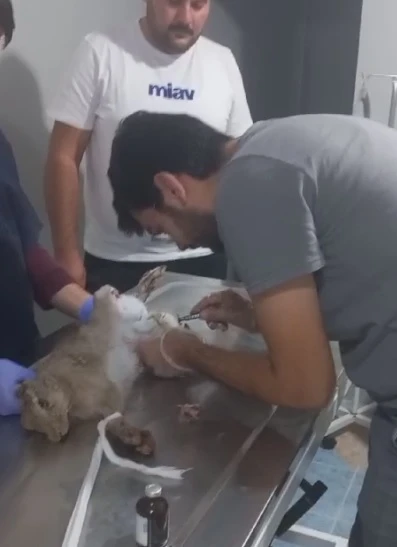 Yaralı Yabani Tavşan Tedaviye Alındı