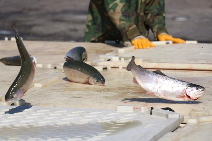 Sivas'ta Rusya ve Japonya'ya Somon İhracatı
