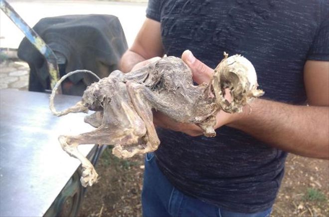 Ağaç gövdesinden çıkan hayvan iskeleti şaşırttı